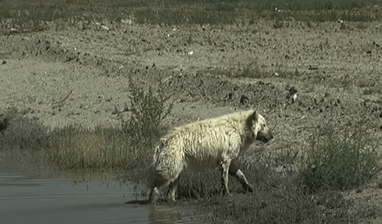 Pastore tedesco bianco abbandonato nel deserto perché nessuno lo vuole