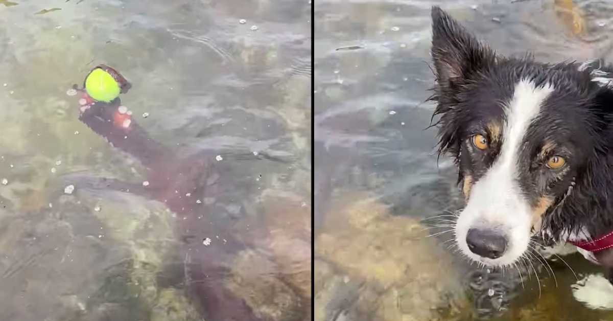 Il cane indifeso può solo guardare mentre un braccio dal profondo afferra la sua palla