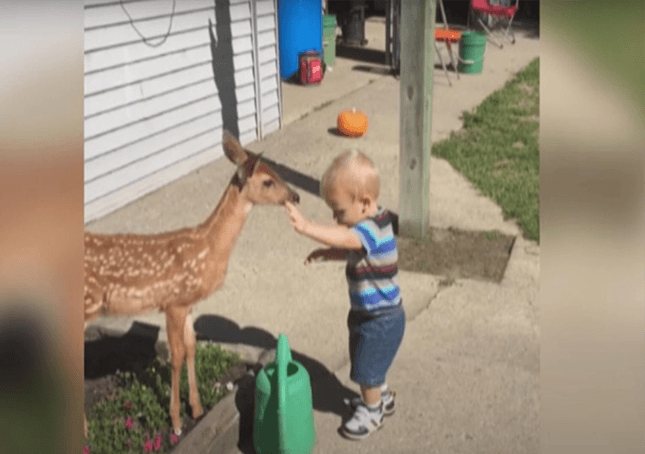 Ragazzino fa amicizia con un cervo e ottiene molto di più di quanto si aspettava in cambio