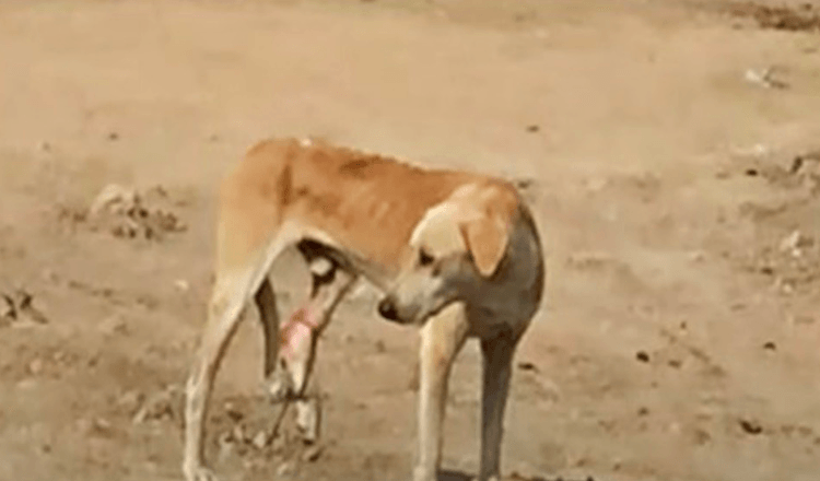 Cane di strada affamato con una gamba intrappolata non riesce a capire il suo dolore e gli cammina accanto