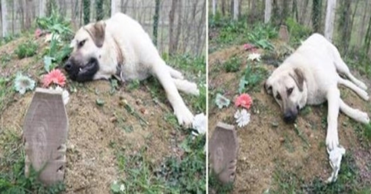 Questo cane “con il cuore spezzato” scappava di casa ogni giorno per visitare la tomba del suo padrone morto