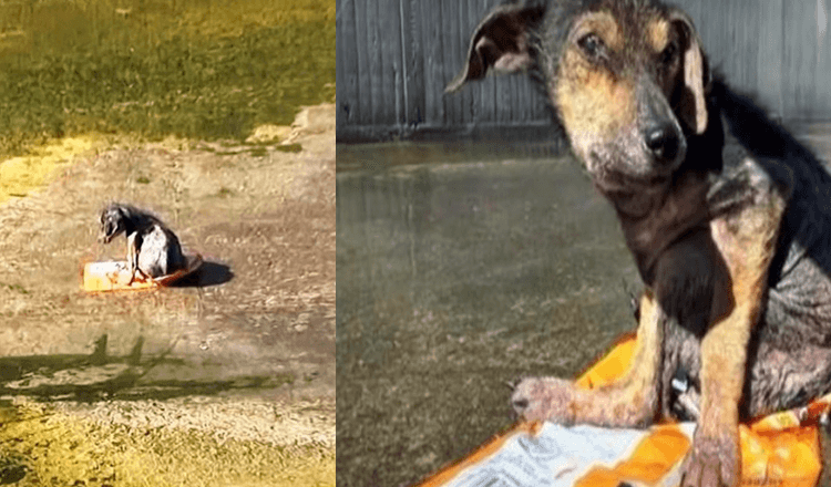 Catturato da un uomo senz’anima che gli ha tagliato una gamba Il cane spaventato implora di essere salvato