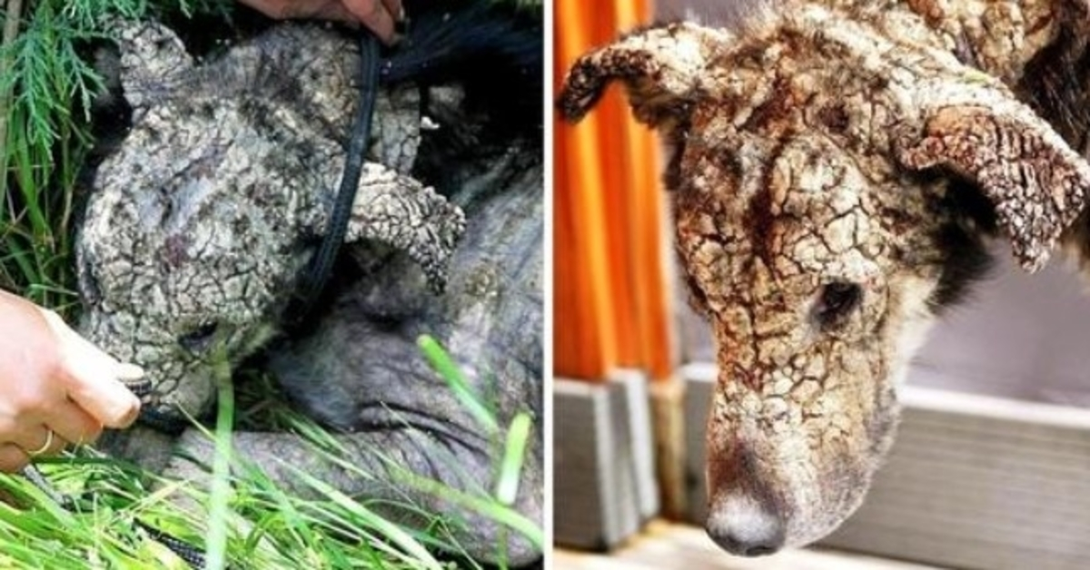 Il cane con la faccia di pietra soffriva così tanto che voleva solo che la sua vita finisse