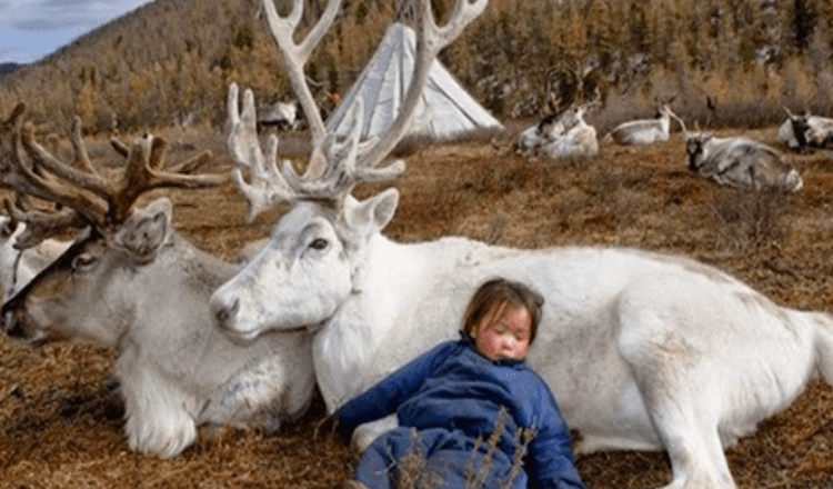 Affascinanti foto di renne che vivono in Mongolia (8+ foto)