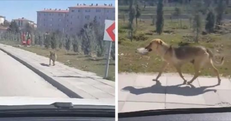 Un uomo vede un cane randagio che trasporta una ciotola di cibo e decide di seguirla