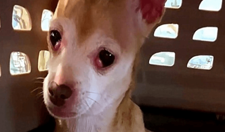 Il cane da salvataggio spaventato continuava a cercare di mordere la mamma adottiva, ma la donna non si è mai arresa
