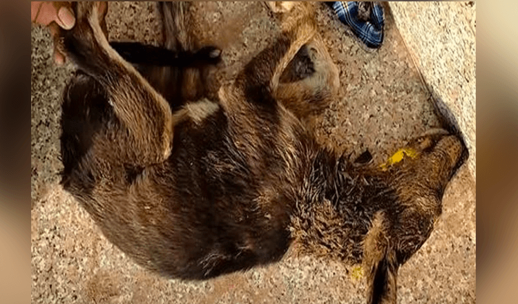 Il giorno dopo il cucciolo svenuto si sveglia e si ritrova circondato dalla speranza