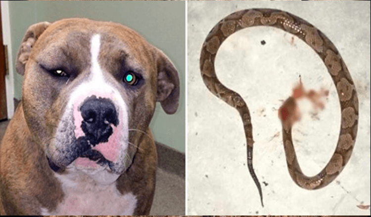 Il fedele pitbull è entrato in azione per salvare il suo essere umano dal serpente velenoso