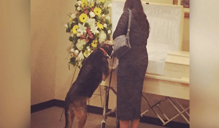 L’impresa di pompe funebri fa visitare il cane in modo che possa dire addio per l’ultima volta