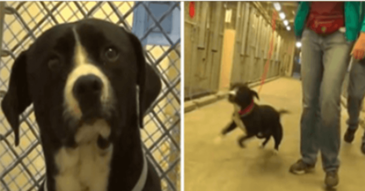 Il cane del braccio della morte si rende conto di essere stato adottato e salta letteralmente dalla gioia