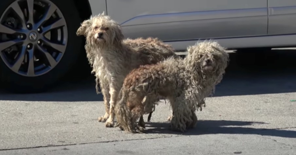 Due cani randagi si sono incontrati solo qui, per strade malfamate