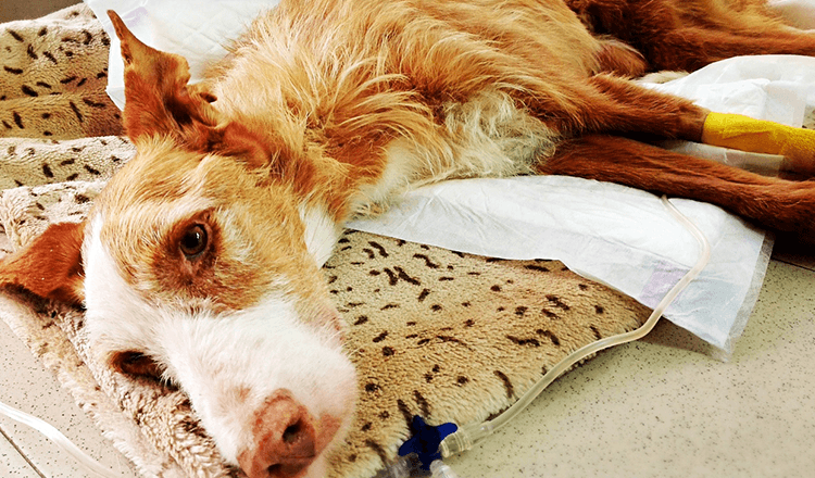 Cane di razza rara trascurato e abusato poi lasciato morire da solo