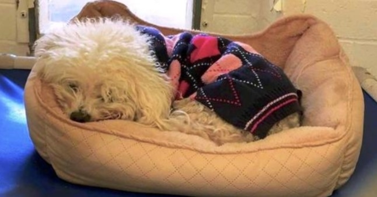Cane scaricato per la seconda volta si aggrappa al suo vecchio letto e si rifiuta di alzare la testa
