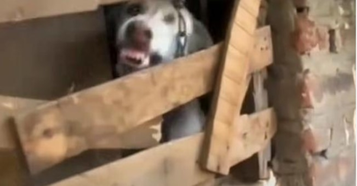 Cane rinchiuso in una stanza per oltre un anno ha mostrato i denti ai soccorritori