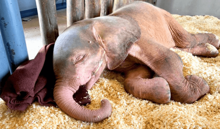 Cucciolo di elefante albino che è rimasto intrappolato nella trappola per giorni è così felice di essere finalmente al sicuro