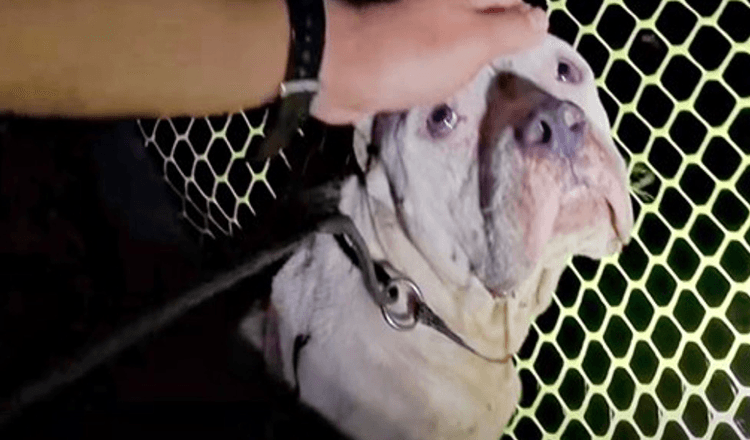 Il cane ha rifiutato di essere salvato temendo che i suoi cuccioli fossero in pericolo, ma 1 uomo si è fatto avanti