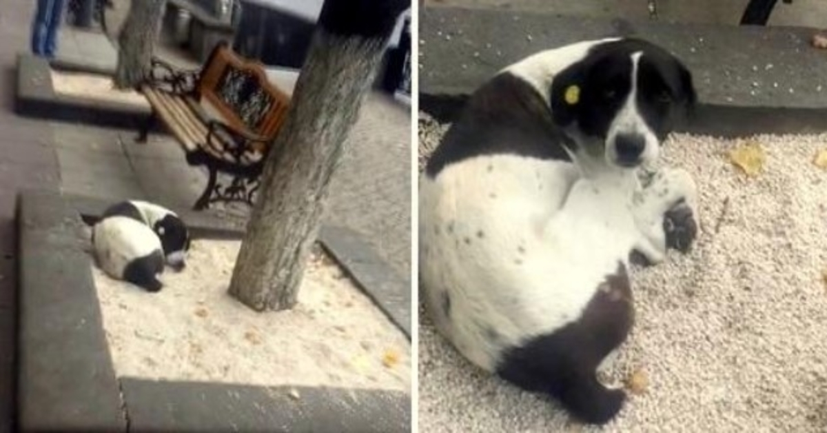 Un uomo anziano vede il suo cane smarrito su un albero dopo 3 anni e lo chiama per nome