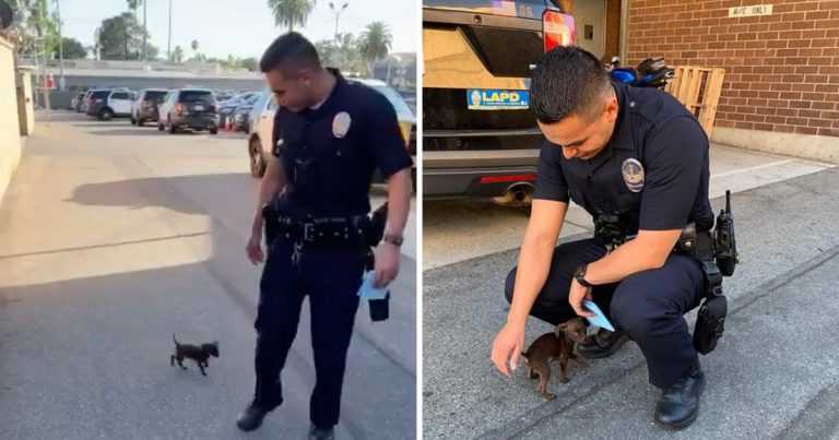 Piccolo cucciolo insegue il poliziotto dopo essere stato abbandonato e lo prega di portarlo a casa