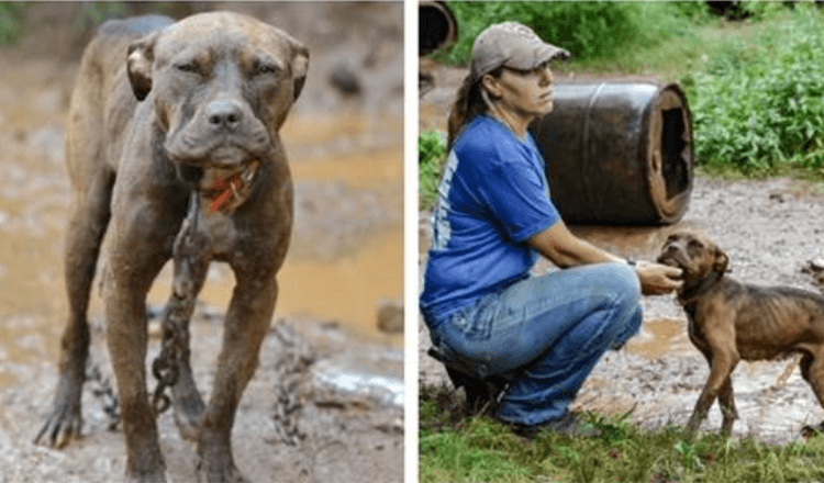 Cane malnutrito salvato da una pista da combattimento aereo prova l’amore per la prima volta