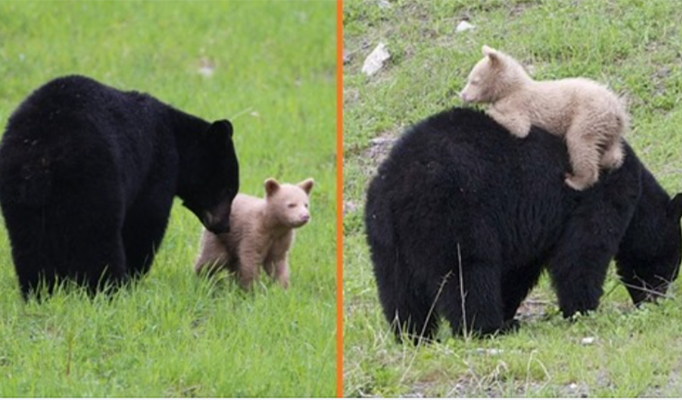 Un cucciolo di orso color crema avvistato mentre giocava con sua madre orso nero