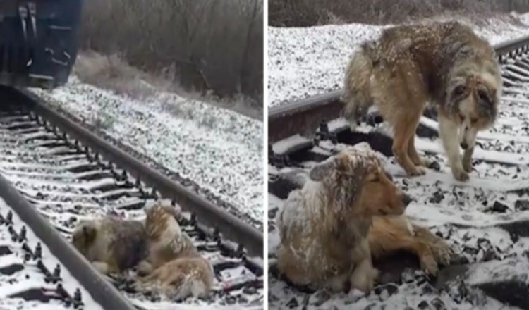 Cane ferito bloccato nei binari della ferrovia per 2 giorni protetto dal fedele fratello che si è rifiutato di andarsene