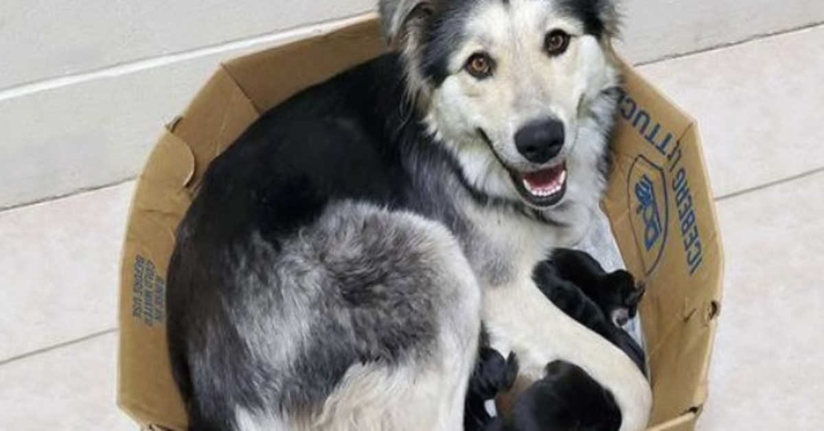 Mamma cane e i suoi 9 cuccioli trovati abbandonati e sigillati in una scatola in modo che non potessero scappare