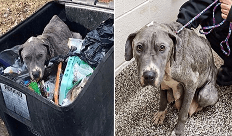 La mamma trascurata, cagnolina abbandonata in un bidone della spazzatura, ha il cuore spezzato senza i suoi bambini