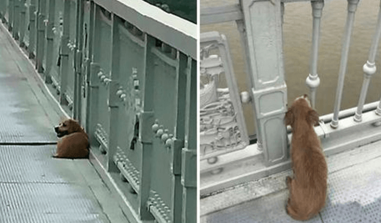 Il proprietario è saltato dal ponte ponendo fine alla sua vita, lasciando il suo fedele cane tutto solo