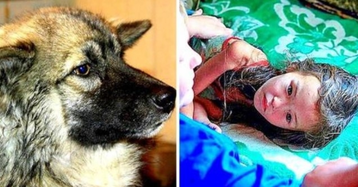 Fedele cane ha perso 3 anni vivo per 12 giorni nel selvaggio deserto siberiano
