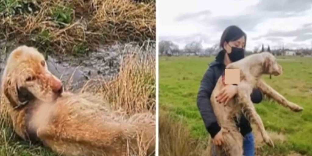 I soccorritori trovano un cane da caccia abbandonato che marcisce vivo nel campo e decidono di salvarla