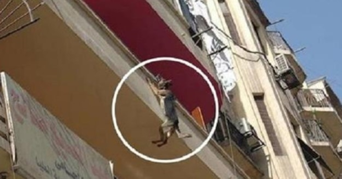 Cane incatenato senza cibo né acqua cerca di saltare giù dal balcone nel tentativo di liberarsi