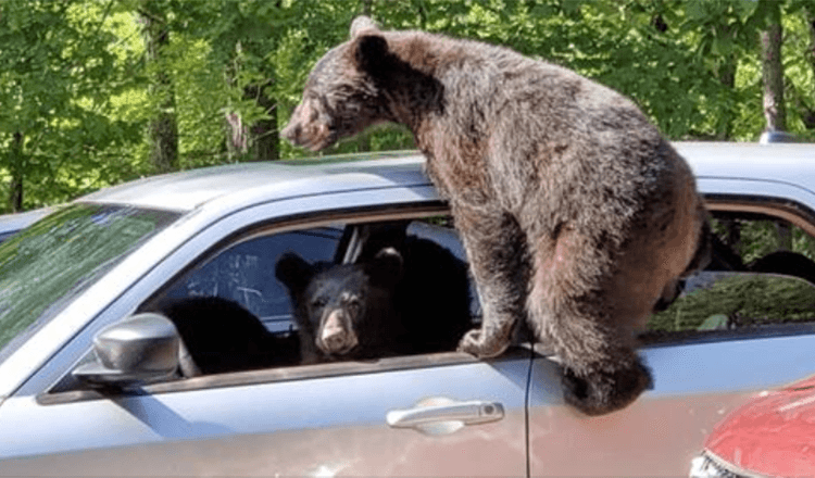 Un uomo esce e scopre che un’intera famiglia di orsi si è intrufolata nella sua auto