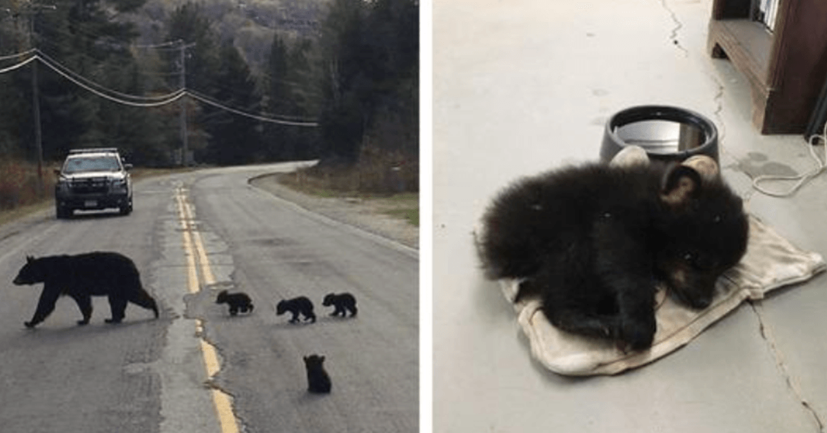Un agente di polizia vede un cucciolo di orso malato bloccato sulla strada e rischia la vita per salvarlo