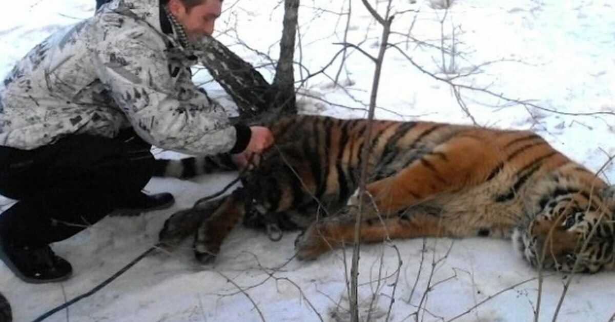 La tigre selvaggia è venuta a chiedere aiuto per togliersi il cappio intorno al collo