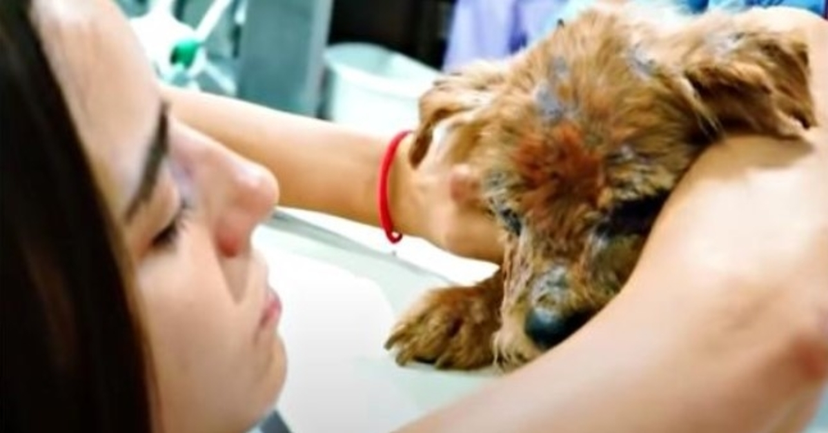 Costretto in un container da un pazzo e messo nella spazzatura, cane malato trattenuto per la prima volta