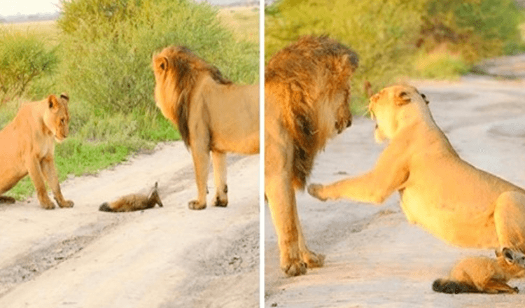 Una leonessa adotta un cucciolo di volpe ferito e lo salva dall’essere mangiato da un leone affamato