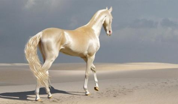Incontra la creatura rara che la gente chiama “il cavallo più bello del mondo” +7 foto