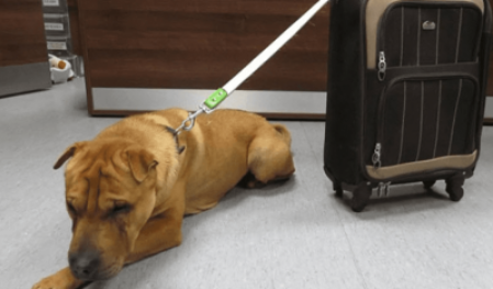 Il cane è stato abbandonato alla stazione ferroviaria con una valigia piena dei suoi effetti personali