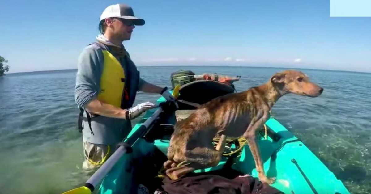 Un uomo salva un cane affamato da solo su un’isola remota e lo riporta a casa
