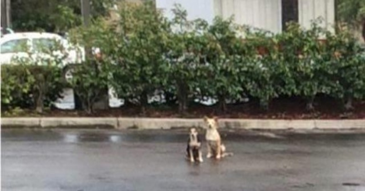 I cani trascorrono settimane nel parcheggio, rifiutandosi di spostarsi dal punto in cui sono stati abbandonati