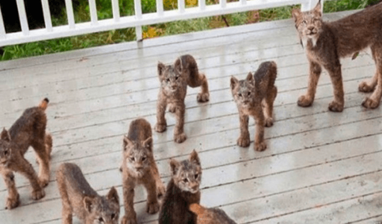 L’uomo dell’Alaska si sveglia e trova la famiglia Lynx che gioca sulla sua veranda