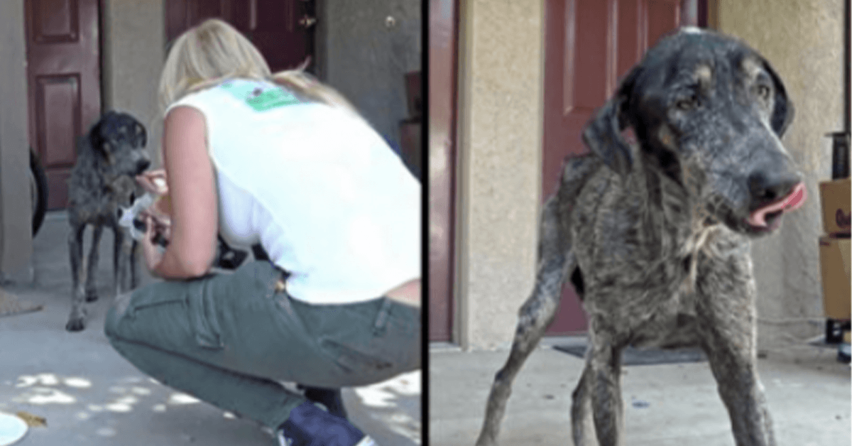 Il proprietario del cane pensava che fosse morta due anni fa, ma i soccorritori l’hanno trovata che viveva da sola in montagna