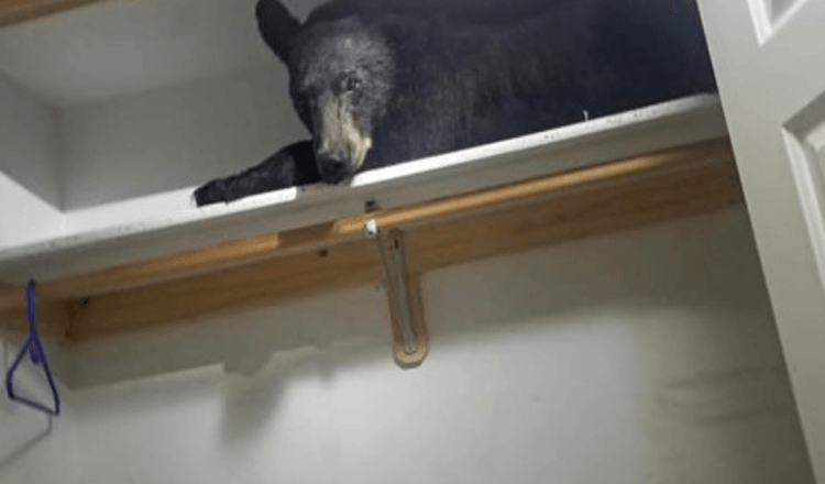 La famiglia si sveglia e trova un orso selvatico che dorme nell’armadio
