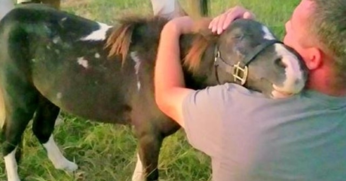 Pony abusato svenduto per commercio di carne, abbraccia l’uomo che lo ha salvato all’ultimo minuto