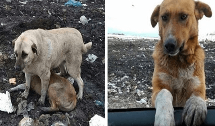 Un cane randagio che viveva in una discarica implorava le persone di adottarlo