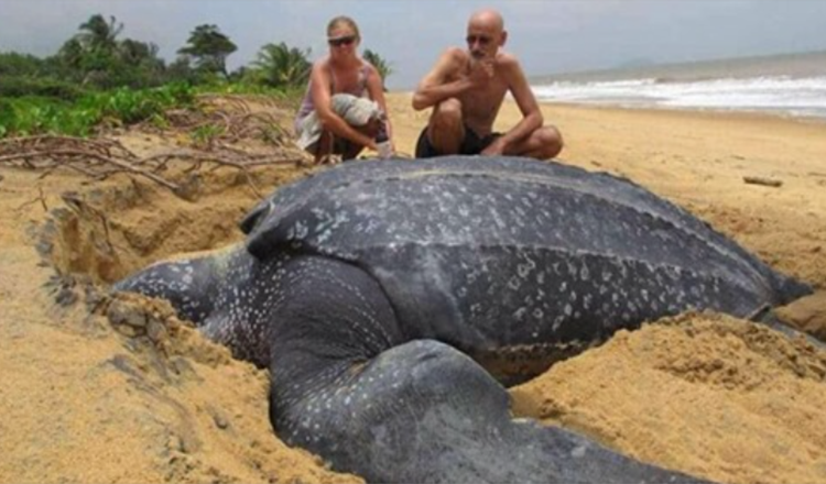 La tartaruga marina più grande del mondo emerge dal mare ed è affascinante