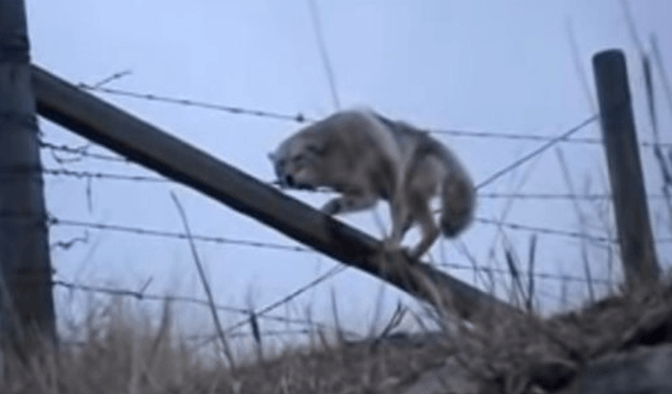 L’uomo salva un coyote che è rimasto bloccato nel recinto di filo spinato