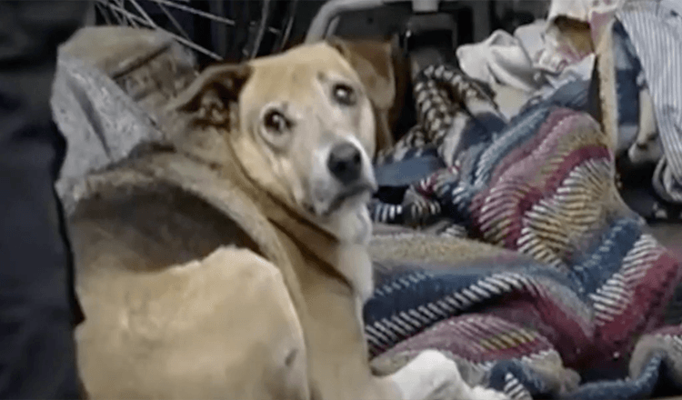 Il cane si rifiuta di abbandonare il corpo del suo padrone morto per strada