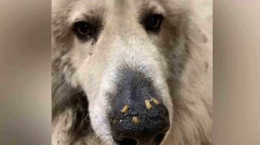 Cane a pochi giorni dalla morte scoperto con vermi che strisciano nel muso