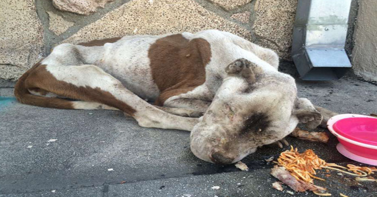 Cane affamato trovato morente su un marciapiede riceve un po’ di amore ed è difficile credere che sia lo stesso cane